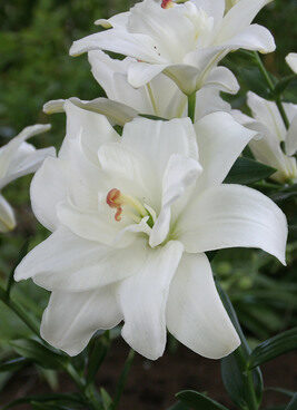 3067_7118_Lilium_asiaticum_Annemaries_DreamPhoto_Darwinplants.jpg