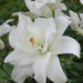 3067_7118_Lilium_asiaticum_Annemaries_DreamPhoto_Darwinplants.jpg