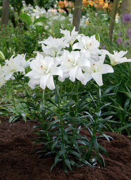 3067_7119_Lilium_asiaticum_Annemaries_Dream1Photo_Darwinplants.jpg