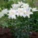3067_7119_Lilium_asiaticum_Annemaries_Dream1Photo_Darwinplants.jpg