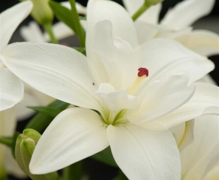3067_9431_Lilium_Annemaries_Dream-1-D.jpg