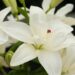 3067_9431_Lilium_Annemaries_Dream-1-D.jpg