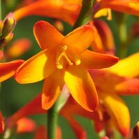 3073_7139_Crocosmia_Mini_Star_Photo_Darwinplants.jpg