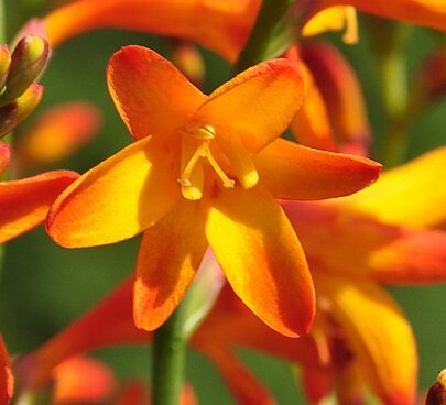 3073_7139_Crocosmia_Mini_Star_Photo_Darwinplants.jpg