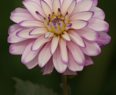 3074_7140_Dahlia_Dixie_Photo_Darwinplants.jpg