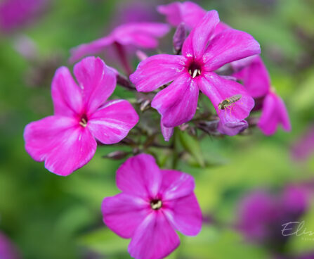 3088_8995_Phlox_paniculata_Dusterlohe.JPG