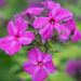 3088_8995_Phlox_paniculata_Dusterlohe.JPG