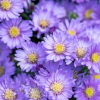 3097_10334_Aster_dumosus_Lady_in_Blue_madal_aster.jpg