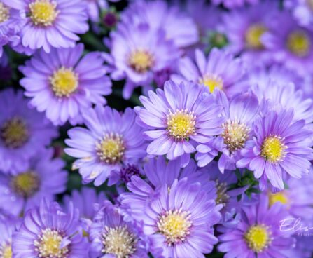 3097_10334_Aster_dumosus_Lady_in_Blue_madal_aster.jpg