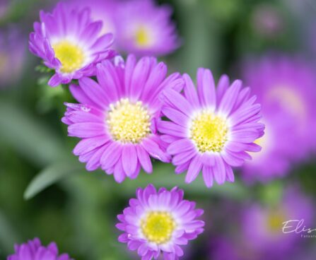 3097_10433_Aster_dumosus_Lady_in_Blue_madal__aster.jpg