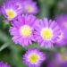 3097_10433_Aster_dumosus_Lady_in_Blue_madal__aster.jpg