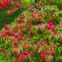 3101_7407_Euonymus_alatus_Compactus.JPG