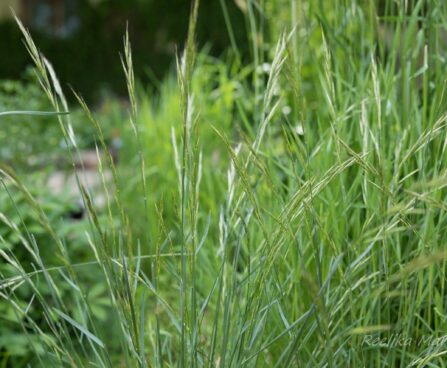 3108_8457_Helictotrichon_sempervirens.JPG