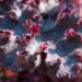 3112_8269_Heuchera_Melting_Fire_2.JPG