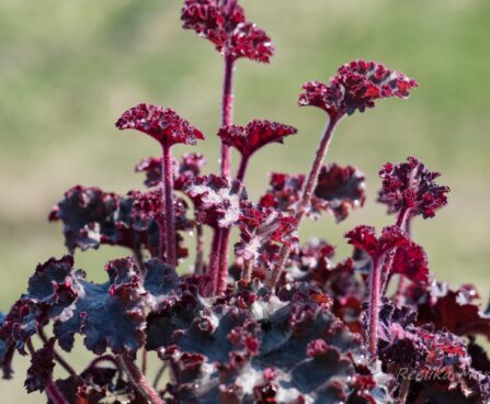 3112_8270_Heuchera_Melting_Fire_3.JPG