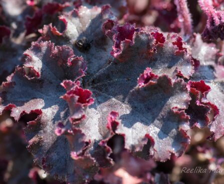 3112_8271_Heuchera_Melting_Fire.JPG