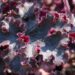 3112_8271_Heuchera_Melting_Fire.JPG