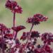 3112_8272_Heuchera_Melting_Fire_4.JPG