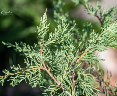 3119_9863_Juniperus_virginiana_Blue_Cloud__virgiinia__kadakas_2.jpg