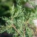 3119_9863_Juniperus_virginiana_Blue_Cloud__virgiinia__kadakas_2.jpg