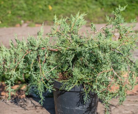 3119_9864_Juniperus_virginiana_Blue_Cloud__virgiinia__kadakas.jpg
