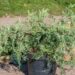 3119_9864_Juniperus_virginiana_Blue_Cloud__virgiinia__kadakas.jpg