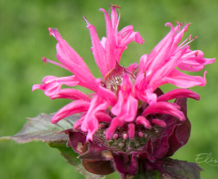 3124_8970_Monarda_Bee-Merry__3.JPG