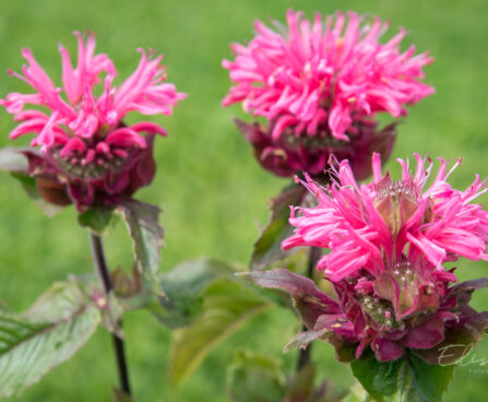 3124_8971_Monarda_Bee-Merry__2.JPG