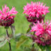 3124_8971_Monarda_Bee-Merry__2.JPG