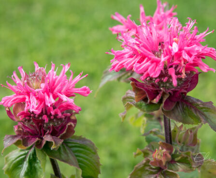 3124_8972_Monarda_Bee-Merry_.JPG