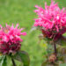 3124_8972_Monarda_Bee-Merry_.JPG