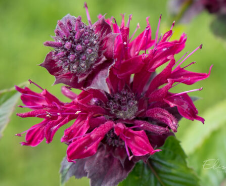 3125_8973_Monarda_Bee-True__4.JPG