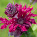 3125_8973_Monarda_Bee-True__4.JPG