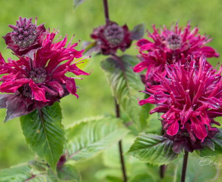 3125_8974_Monarda_Bee-True__2.JPG