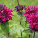 3125_8974_Monarda_Bee-True__2.JPG