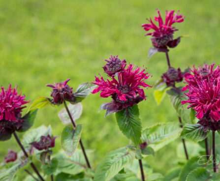 3125_8975_Monarda_Bee-True_.JPG