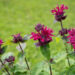 3125_8975_Monarda_Bee-True_.JPG