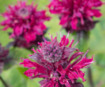 3125_8976_Monarda_Bee-True__3.JPG