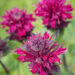3125_8976_Monarda_Bee-True__3.JPG