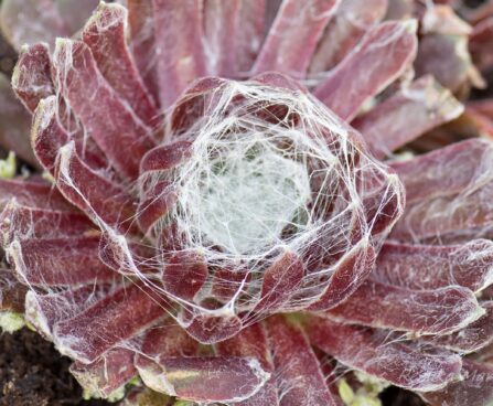 3142_8372_Sempervivum_Orion_Spider.JPG