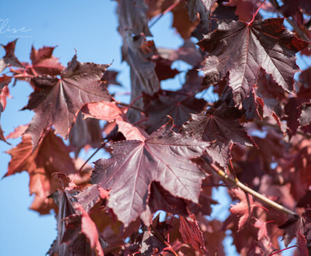 3150_9117_Acer_platanoides_Royal_Red__2.JPG