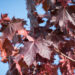 3150_9117_Acer_platanoides_Royal_Red__2.JPG