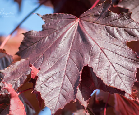 3150_9118_Acer_platanoides_Royal_Red__3.JPG