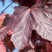 3150_9118_Acer_platanoides_Royal_Red__3.JPG