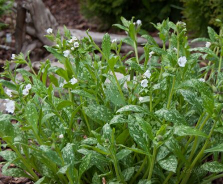 3207_8151_Pulmonaria_Alba.JPG