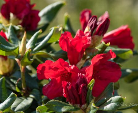 3209_8356_Rhododendron_Baden_Baden.JPG