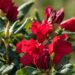 3209_8356_Rhododendron_Baden_Baden.JPG