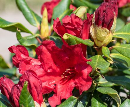 3209_8357_Rhododendron_Baden_Baden_3.JPG