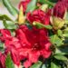 3209_8357_Rhododendron_Baden_Baden_3.JPG
