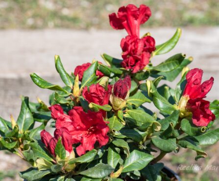 3209_8358_Rhododendron_Baden_Baden_2.JPG